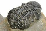 Pair Of Well Preserved Austerops Trilobite - Ofaten, Morocco #224985-10